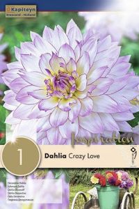 Syyskukkasipuli Kapiteyn Dahlia Crazy Love 1 kpl