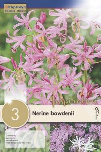 Syyskukkasipuli Kapiteyn Ruusunneidikki Nerine Bowdenii 3 kpl