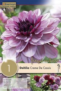 Syyskukkasipuli Kapiteyn Dahlia Creme De Cassis 1 kpl