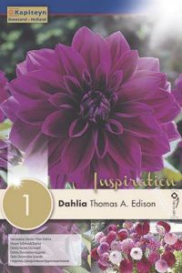 Syyskukkasipuli Kapiteyn Dahlia Thomas Edison 1 kpl