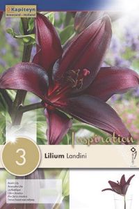 Syyskukkasipuli Kapiteyn Lilja Landini 3 kpl