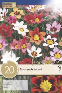 Syyskukkasipuli Kapiteyn Harlekiinikukka Sparaxis Mix 20 kpl