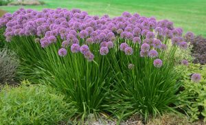 Laukka Mihkel Saar Puukool Millenium