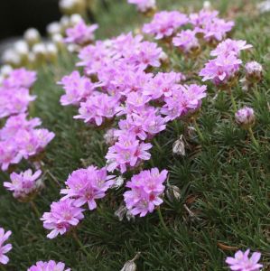 Mätäslaukkaneilikka Armeria juniperifolia New Zealand Form