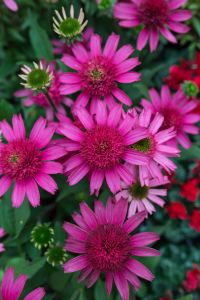 Tarhapunahattu Delicious Candy