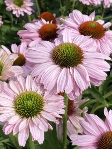 Tarhapunahattu Echinacea SunSeekers Blush