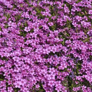 Sammalleimu Phlox subulata Zwergteppich