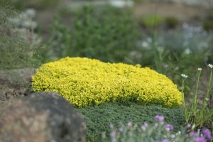 Keltamaksaruoho Mihkel Saar Yellow Queen P12 / P15