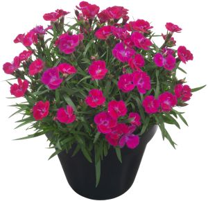 Neilikka Dianthus Tiiu