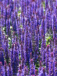 Lehtosalvia Salvia nemorosa Sensation Deep Blue