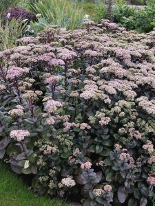 Mongolianmaksaruoho Mihkel Saar Puukool Matrona C2