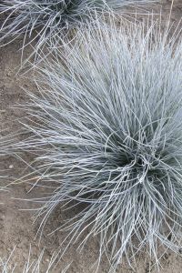 Sininata Mihkel Saar Puukool Elijah Blue