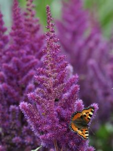 Kiinanjaloangervo MihkelSaar Vision Red P17