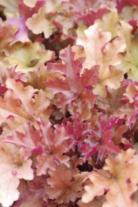 Keijunkukka Mihkel Saar Marmelade® C2 / P17