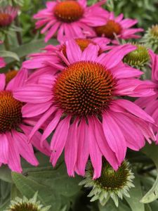 Tarhapunahattu Echinacea SunSeekers Hot Pink
