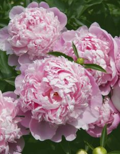 Jalopioni Sarah Bernhardt