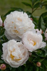Jalopioni Paeonia Gardenia C4