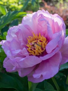 Jalopioni Paeonia Itoh First Arrival C9