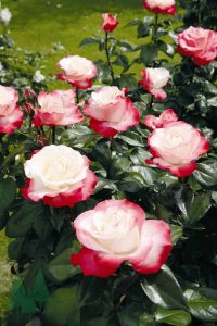 Isokukkainen ryhmäruusu Nostalgie C4