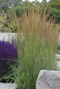 Koristekastikka Mihkel Saar Karl Foerster