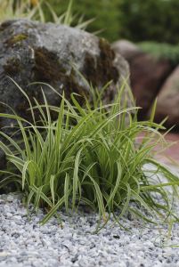 Japaninsara Mihkel Saar Ice Dance C2
