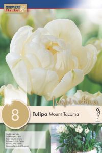 Syyskukkasipuli Kapiteyn Tulppaani Mount Tacoma 8 kpl