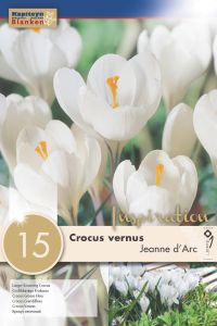 Syyskukkasipuli Kapiteyn Krookus Vernus Jeanne d&#039; Arc 15 kpl