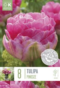 Syyskukkasipuli Tulppaani Double Late Aveyron 10 kpl