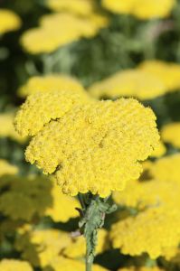 Kärsämö Mihkel Saar Puukool Moonshine C1,4