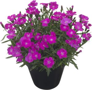 Neilikka Dianthus Tasha