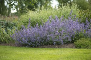 Mirrinminttu Mihkel Saar Puukool Walker&#039;s Low