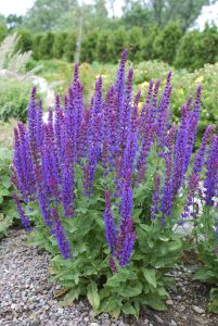 Lehtosalvia Mihkel Saar Puukool Ostfriesland