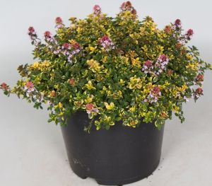 Sitruuna-ajuruoho Mihkel Saar Puukool Sambesi P12