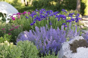 Mirrinminttu Mihkel Saar Puukool Junior Walker