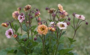 Kellukka Mihkel Saar Mai Tai C2/P15