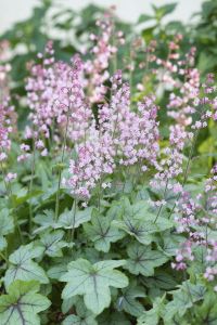 Rusohaltiankukka Heucherella Pink Fizz C2
