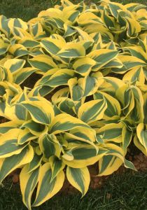 Kuunlilja Hosta Autumn Frost C2