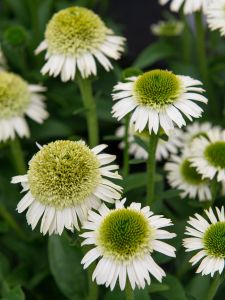 Tarhapunahattu Echinacea Delicious Nougat