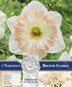 Kevätkukkasipuli Narsissi British Gamble 5 kpl