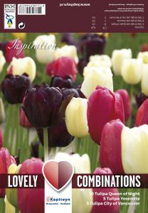 Kevätkukkasipuli Tulppaani Late Black Pink White 20 kpl