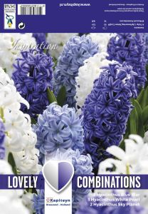 Kevätkukkasipuli Hyasintti Ocean Blend 8 kpl