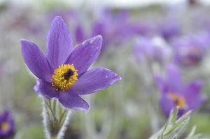 Tarhakylmänkukka Mihkel Saar Puukool