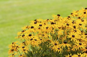 Loistopäivänhattu Mihkel Saar Puukool Goldsturm