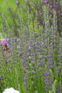 Iisoppi Hyssopus Officinalis