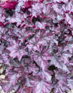 Keijunkukka Mihkel Saar Mulberry P15