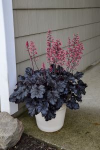 Keijunkukka Mihkel Saar Timeless Night P15