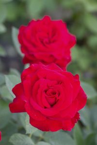 Isokukkainen teehybridi-ruusu Störtebeker