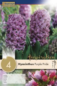 Syyskukkasipuli Hyasintti Purple Pride 4 kpl