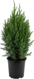 Kiinankataja Juniperus Stricta P13