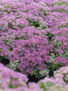 Maksaruoho Mihkel Saar Sunsparkler Lime Zinger C1,4/P15